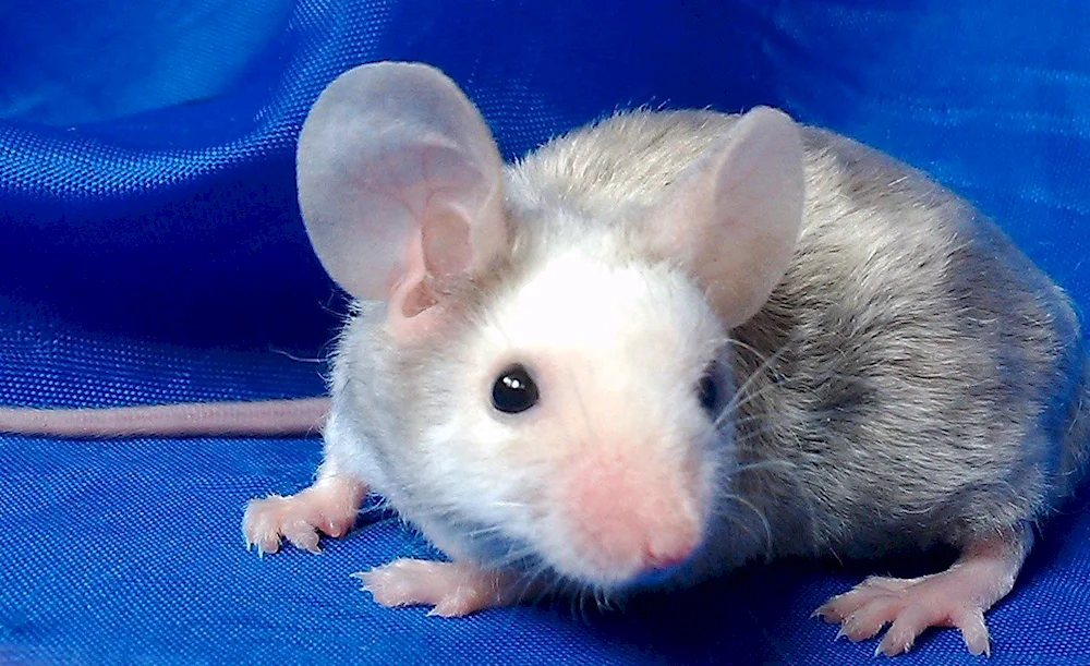 Dumbo rat