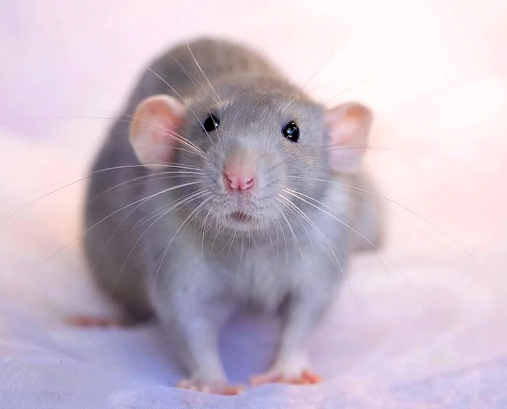 Dumbo rat