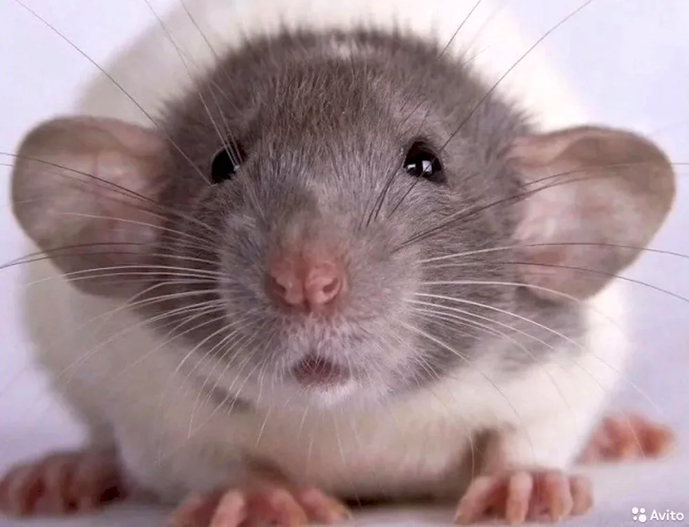 Dumbo rat