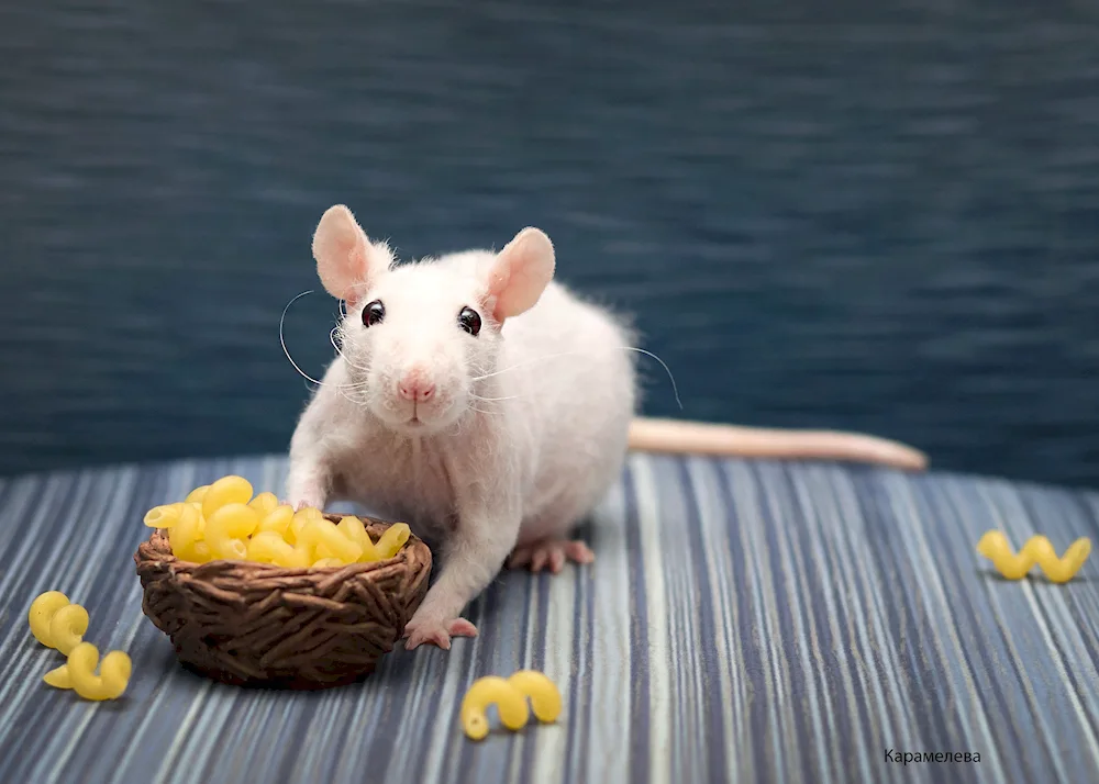 White albino rat