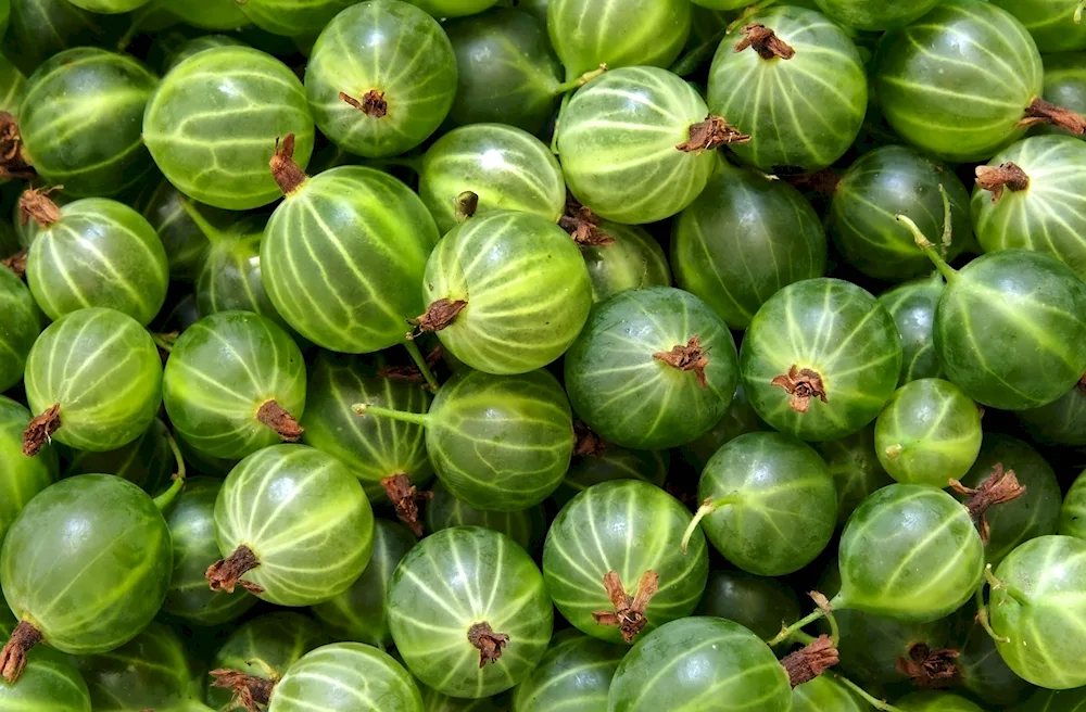 Feijoa fruit