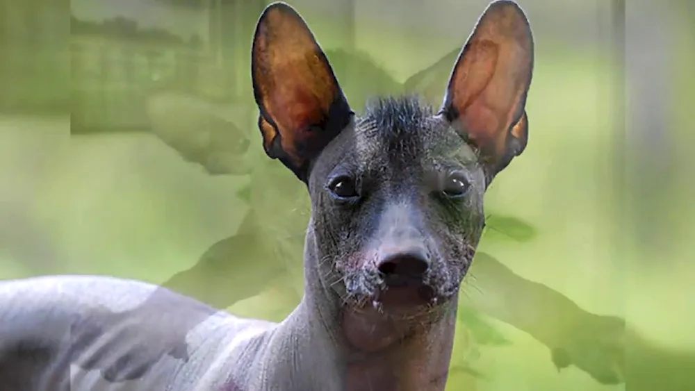 Xolo Mexican Crested dog