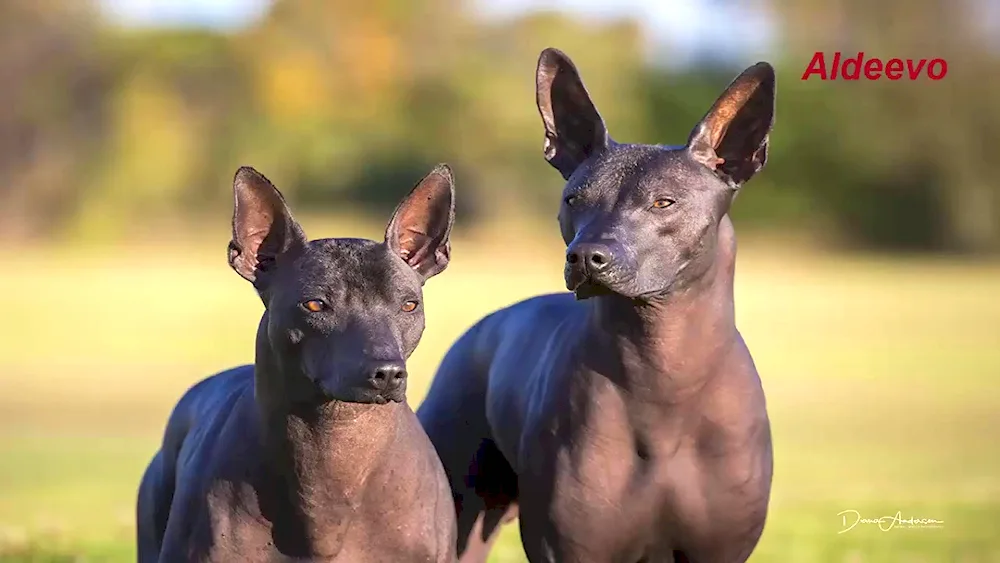 Xolo Mexican dog. Crested