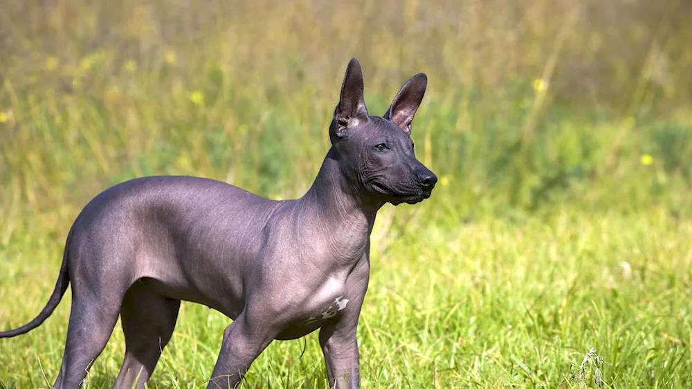 Xoloitzcuintli Anubis