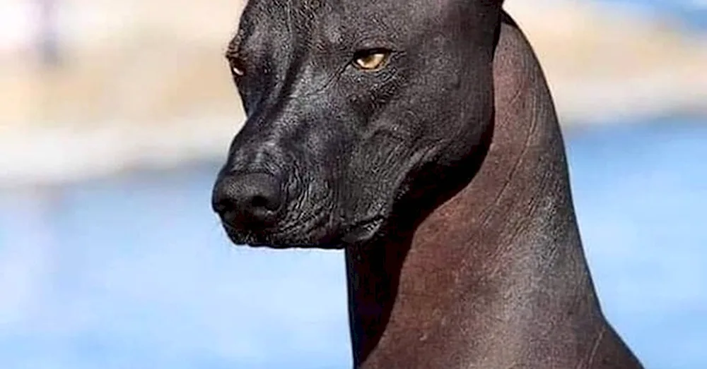 Mexican Xoloitzcuintli