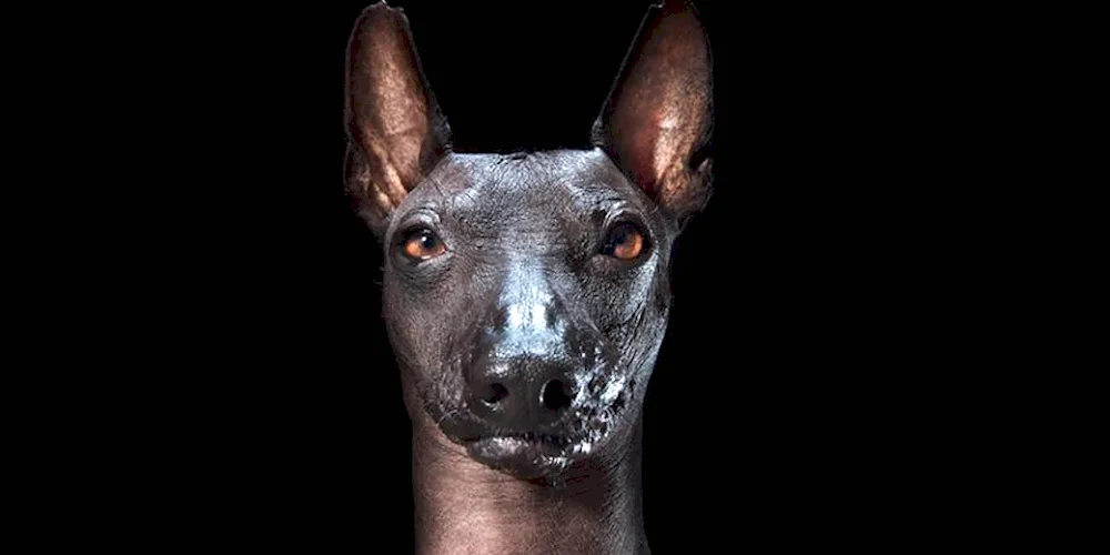 Xoloitzcuintli Anubis