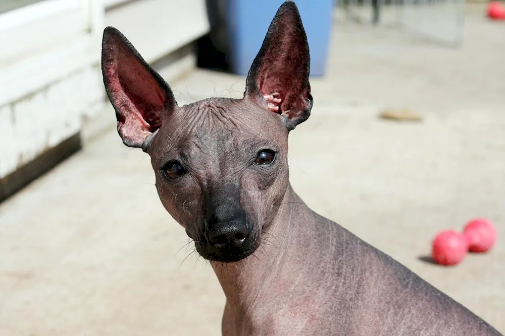 Xoloitzcuintli Anubis