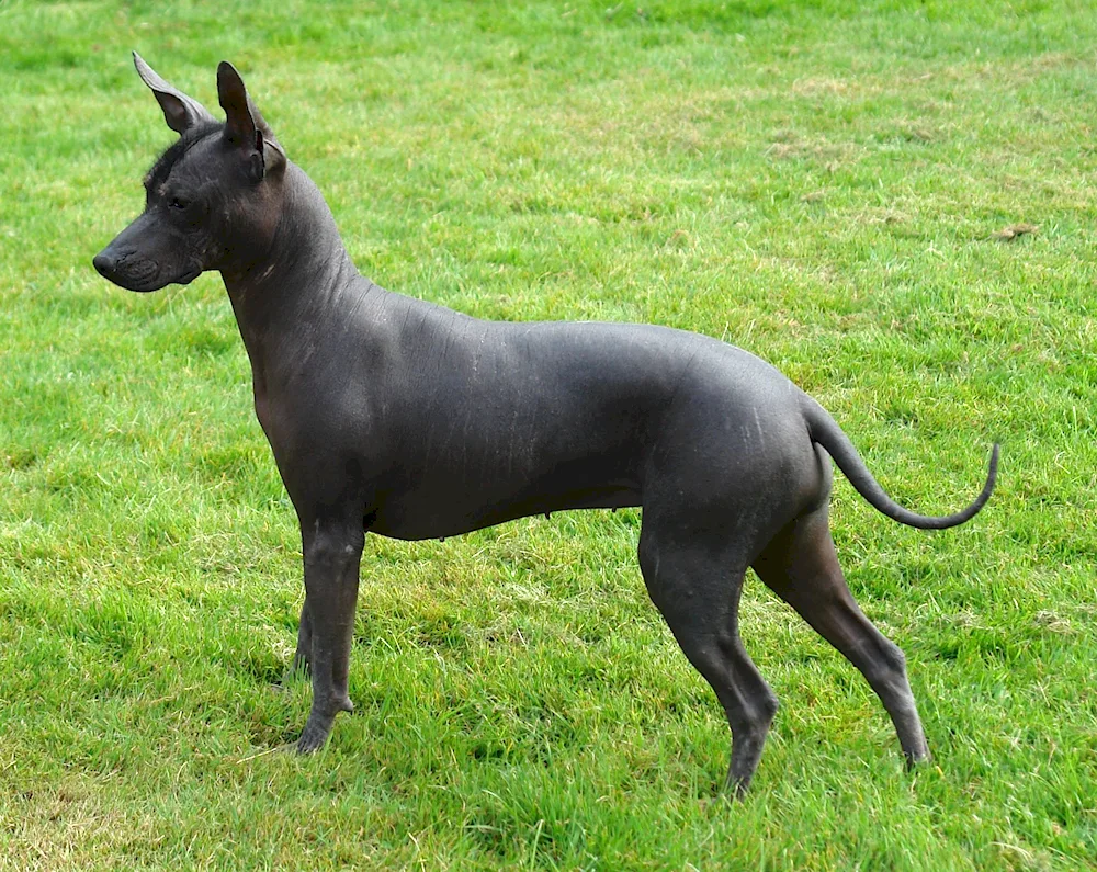 Xoloitzcuintli Anubis