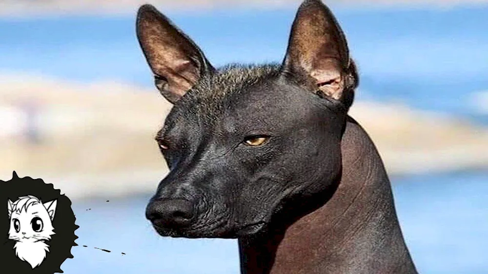 Xoloitzcuintli Anubis