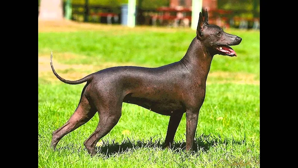 Xoloitzcuintli Anubis