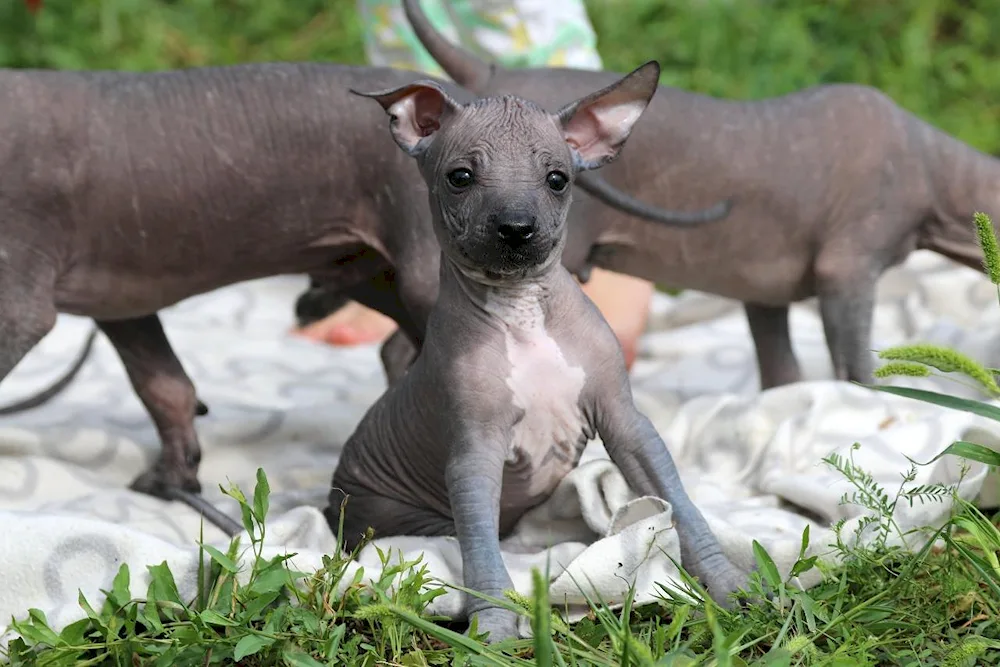 Xoloitzcuintli Anubis