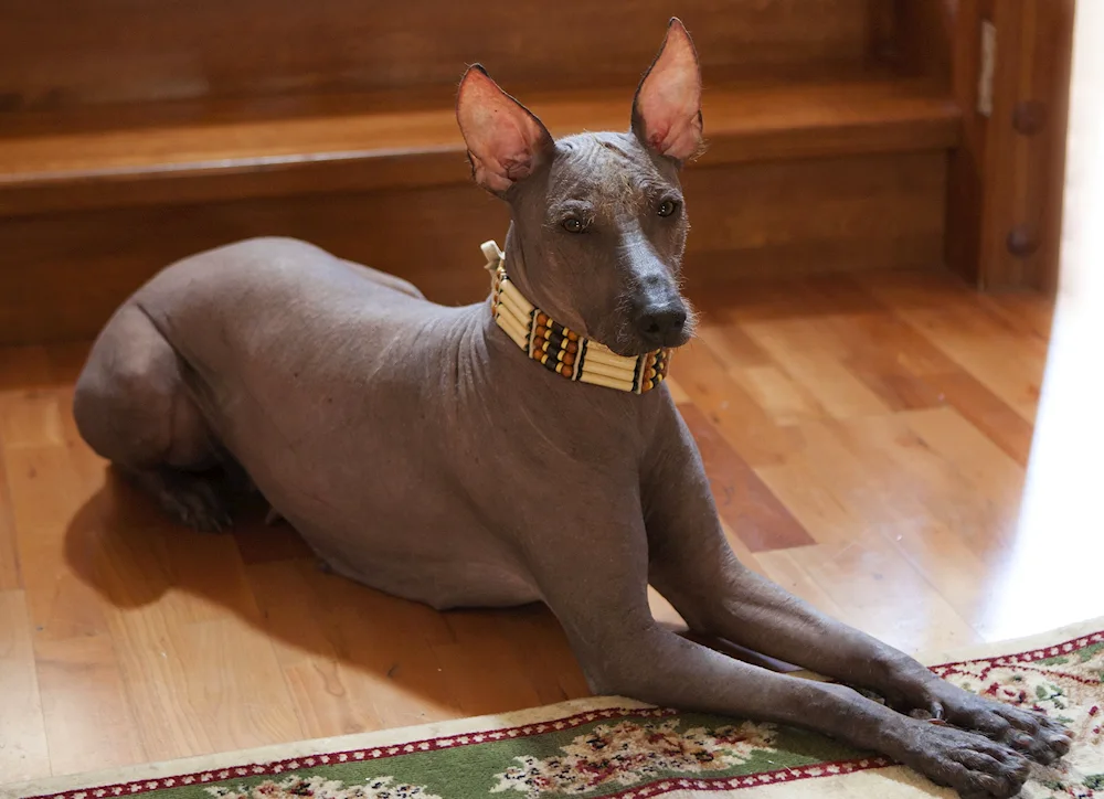 Xoloitzcuintli Anubis