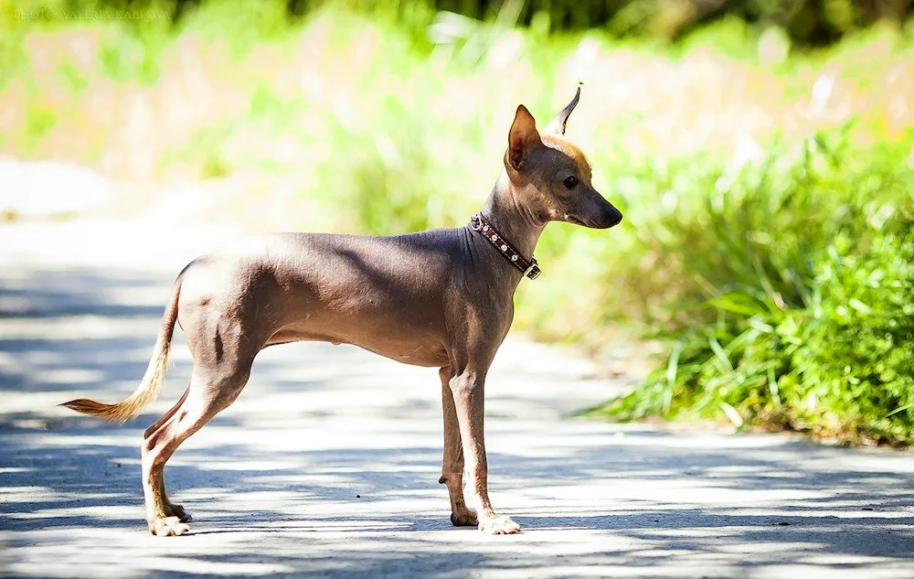 Xoloitzcuintli Anubis