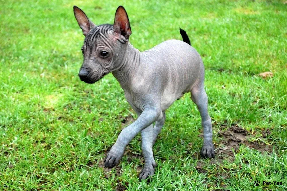 Xoloitzcuintli breed