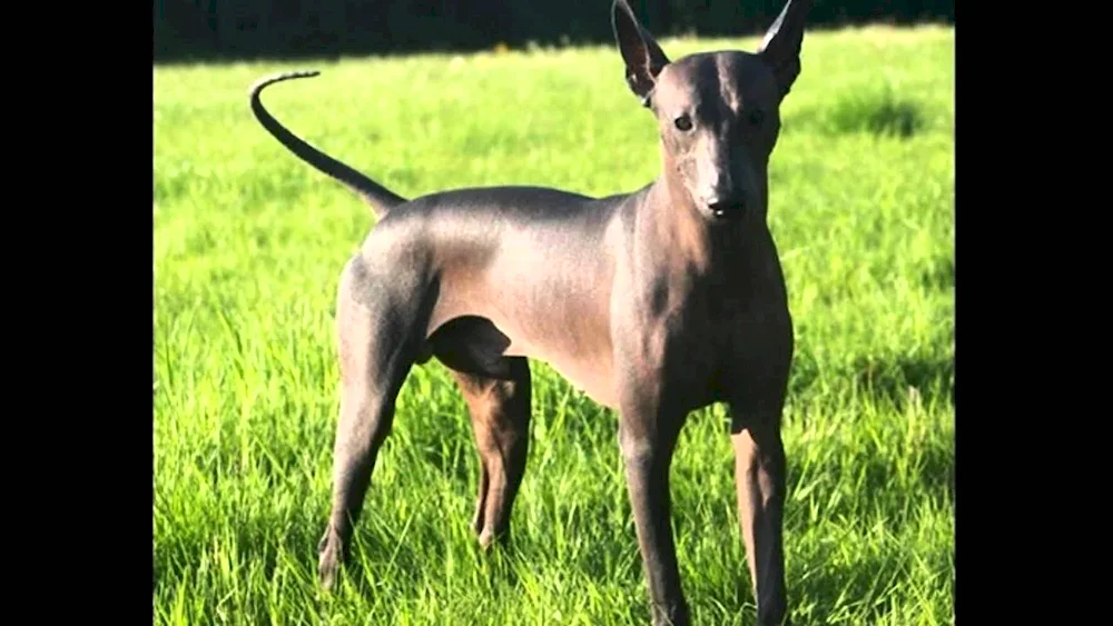 Tai Ridgeback