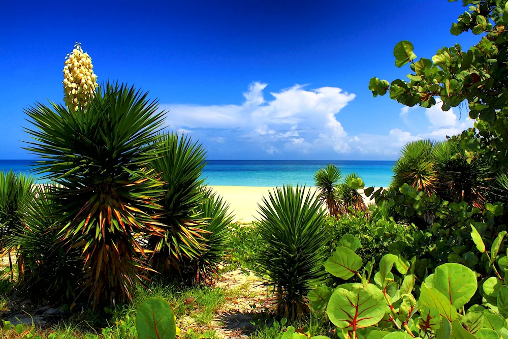 Abkhazia palms subtropics