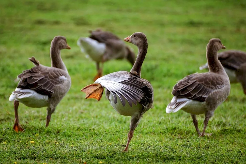 Cuban geese