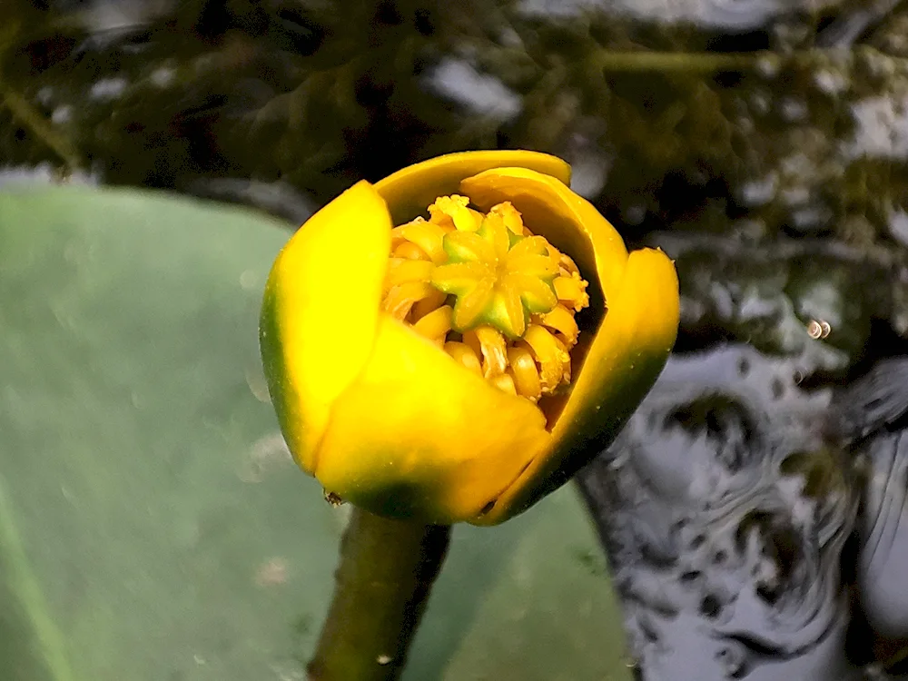 Larrow-leaved lily