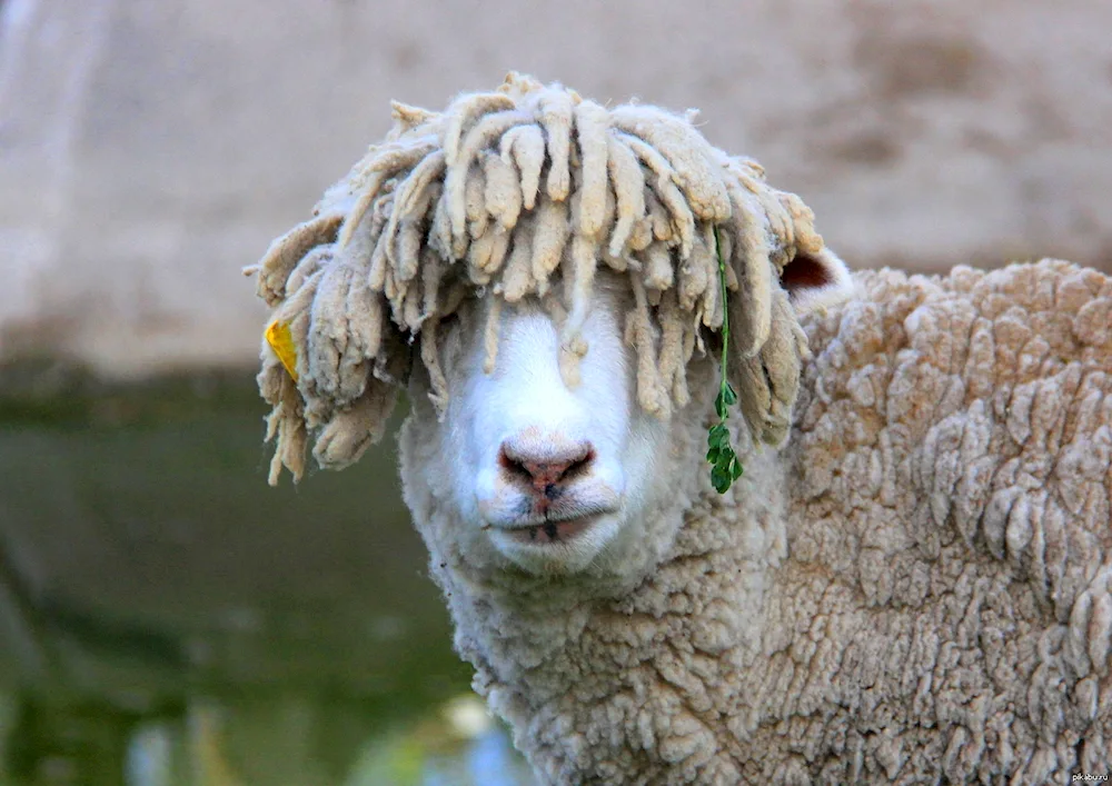 Curly Sheep