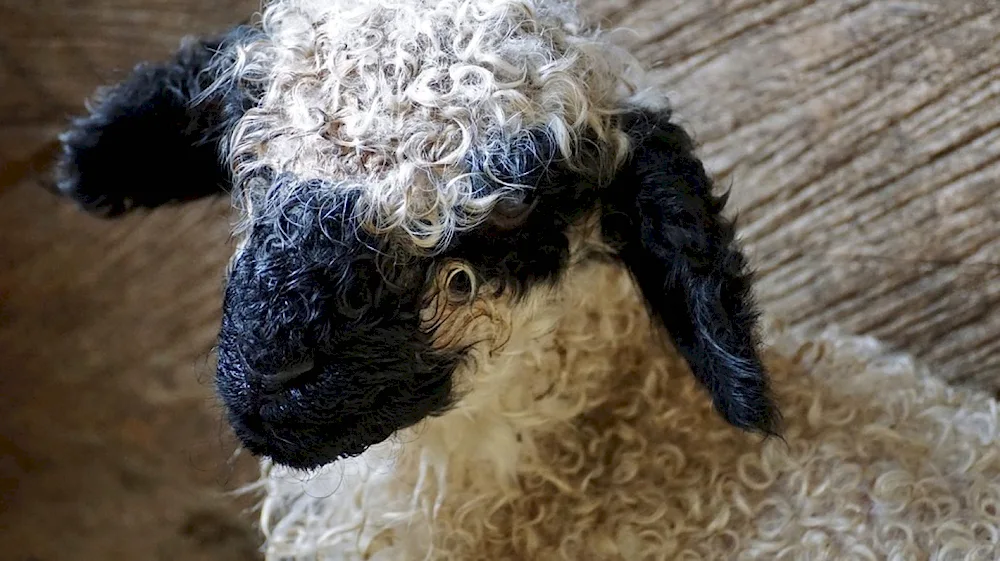 Curly Sheep