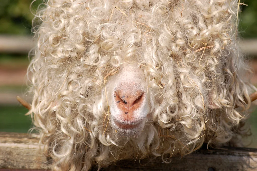 Curly Sheep