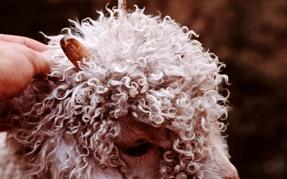 Curly Sheep
