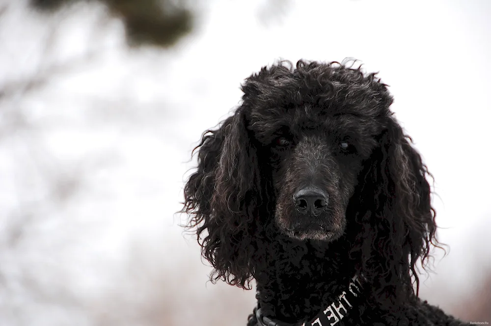 Curly Royal poodle