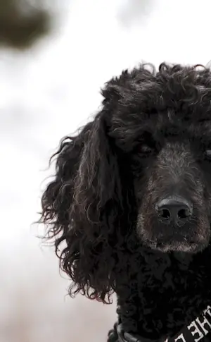 Curly Royal Poodle