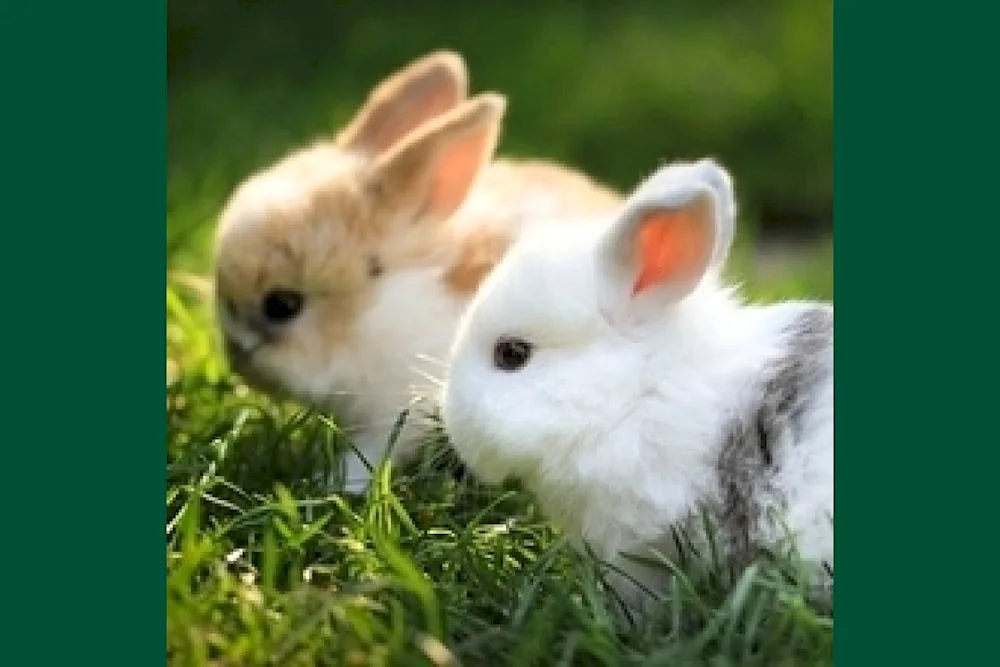 Bunny in the grass