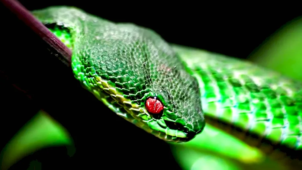 Schlegel's Black Mamba snake