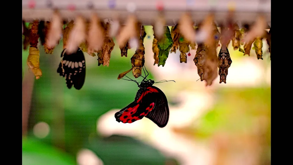 Monarch butterfly chrysalis