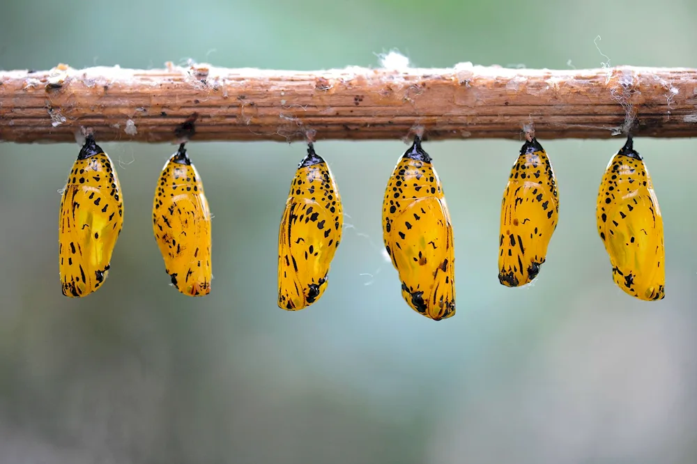 Pupa of the butterfly бабочки Морфо