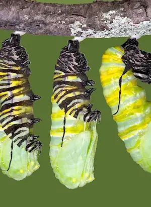 Pupa of the cabbage moth