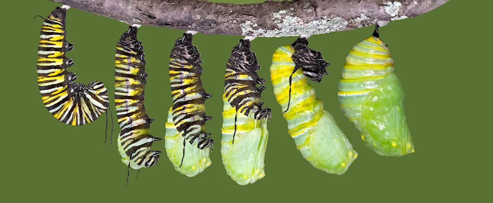 Pupa of the cabbage moth