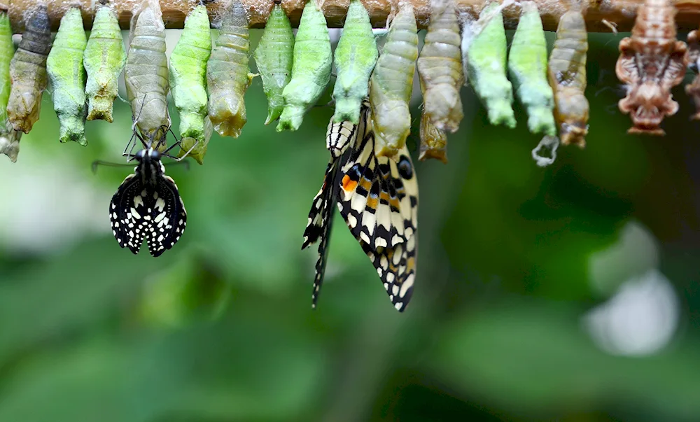 Pupa of the cabbage moth