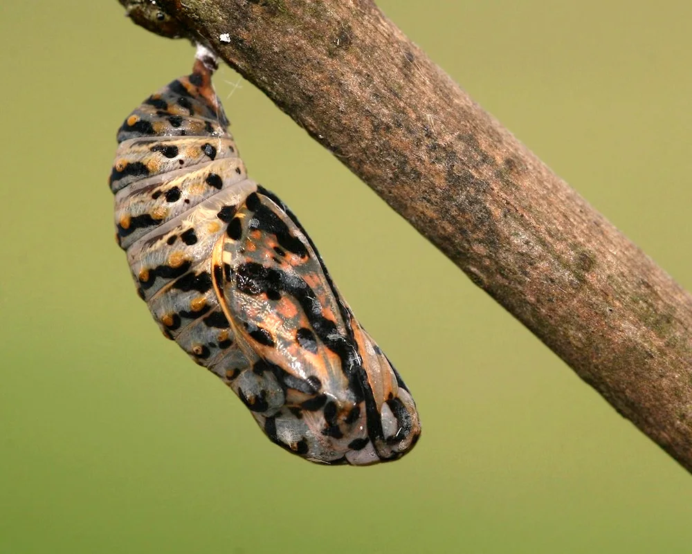 Ochrogaster lunifer butterfly caterpillar cocoon