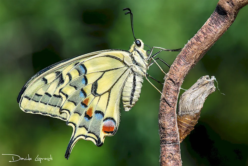 Machaon butterfly chrysalis