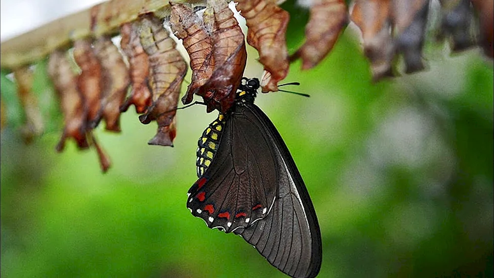 Pupa of the Monarch butterfly