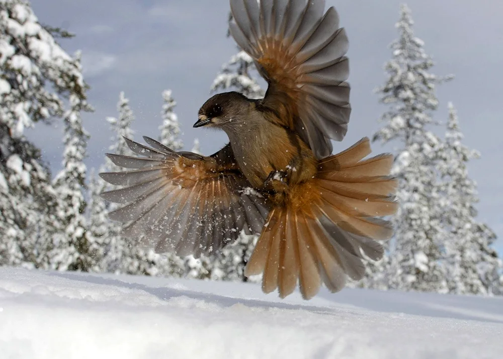 Snowy eagle whistler Shchur