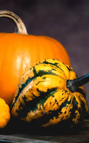 Cucurbito Pumpkin