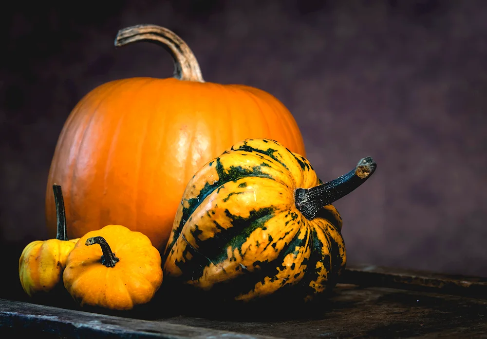 Cucurbito Pumpkin