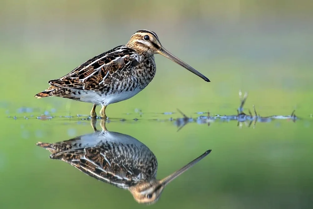 Lapwinged Sandpiper