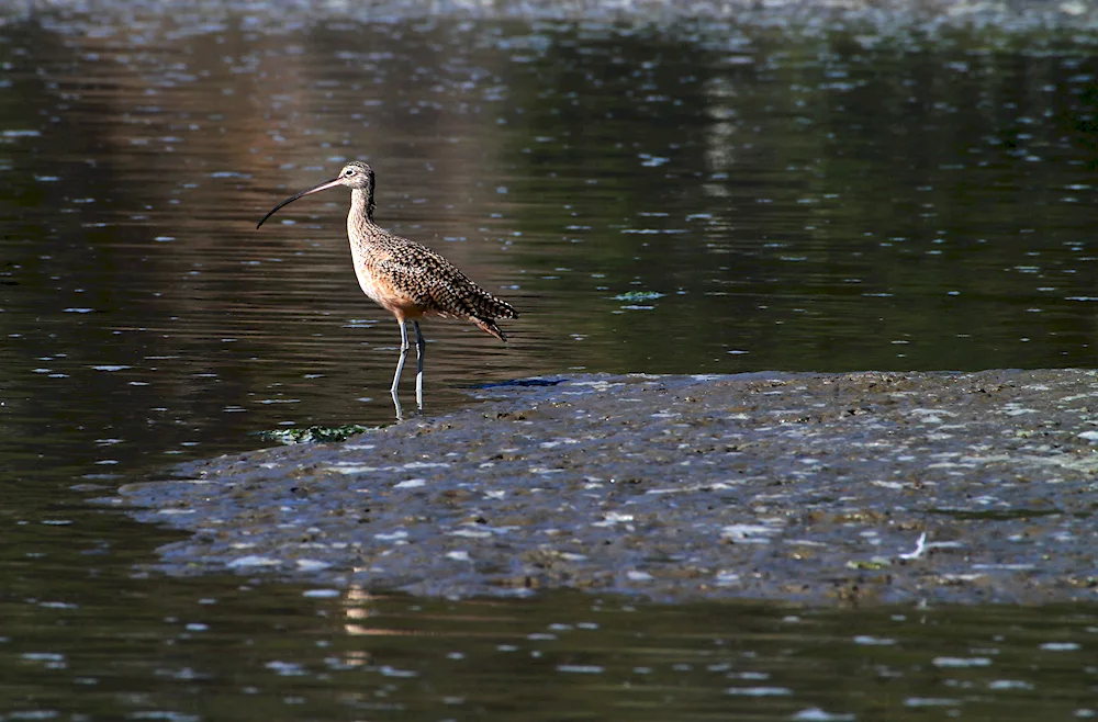 Wading heron