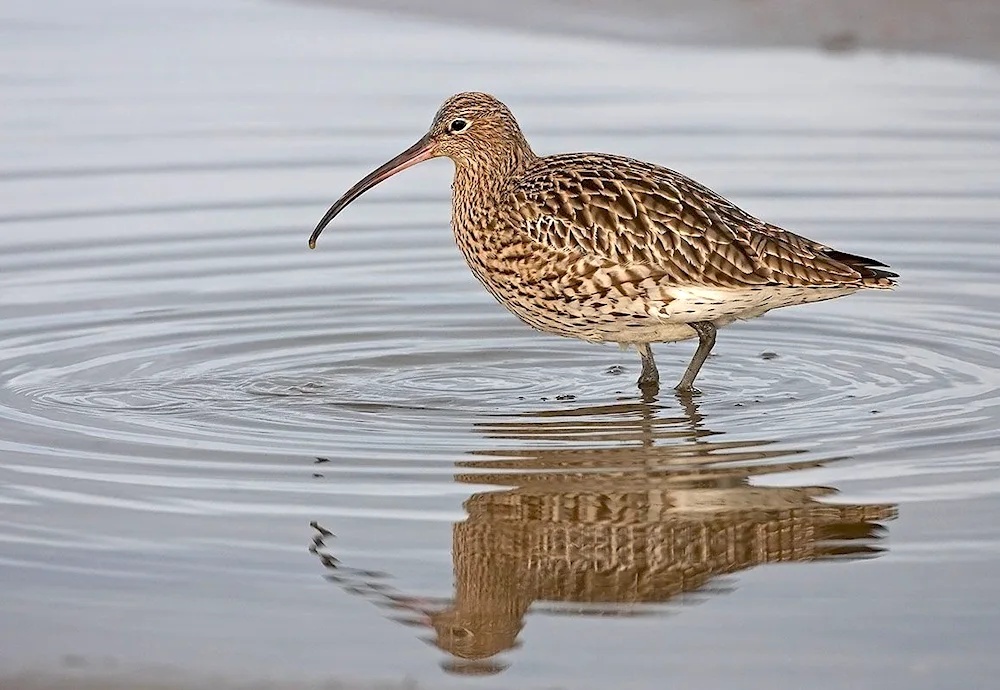 Long-billed Woodcock Pintail Snipe