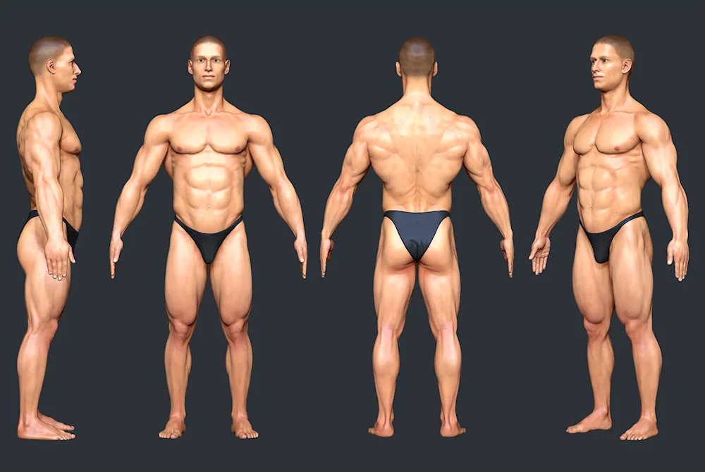 Back anatomy