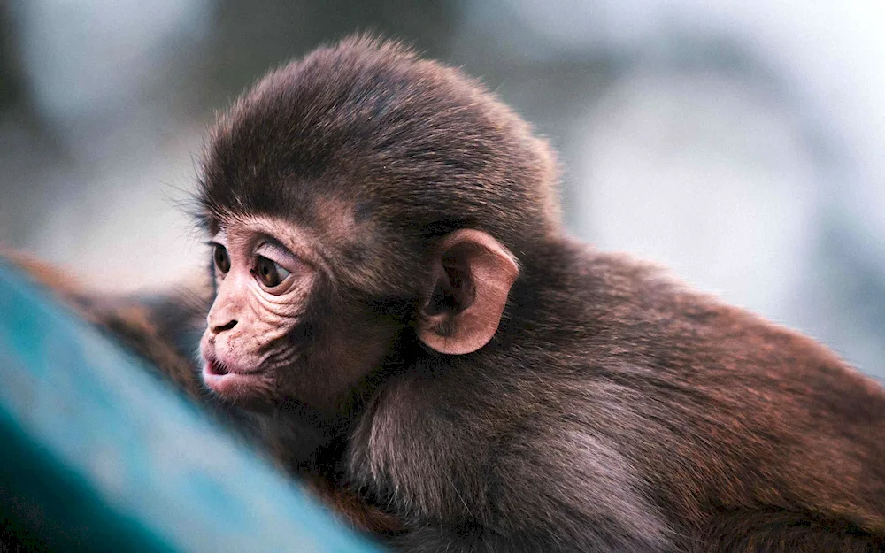 Orangutan