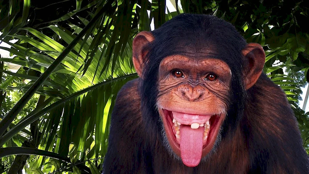 Maymun monkey with hair