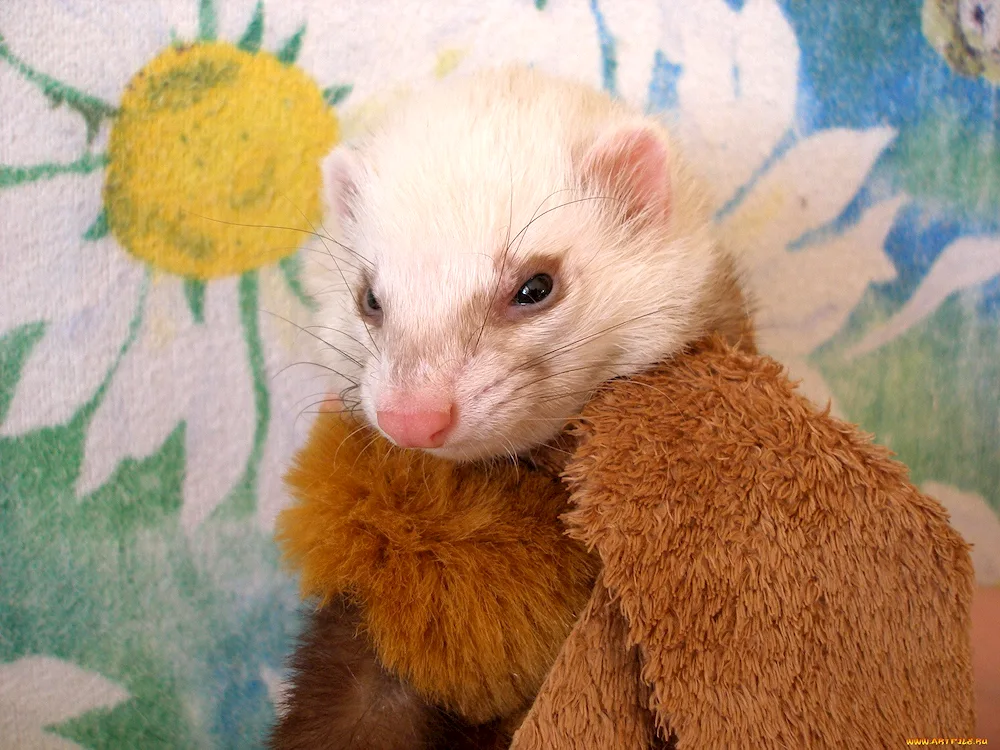 Marten and ferret