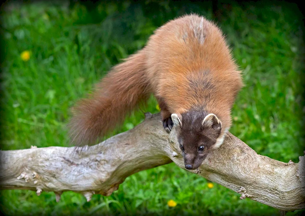 Washer common mink Mustela nivalis