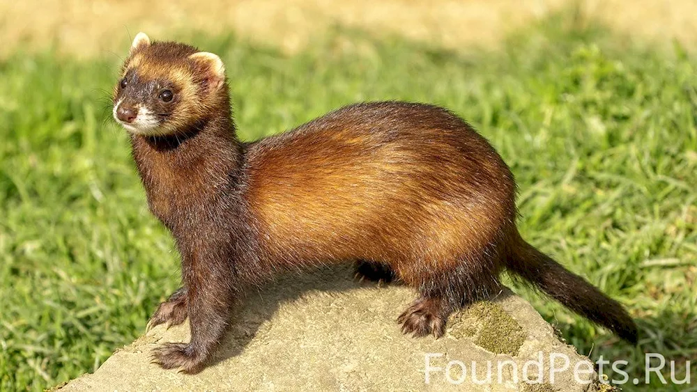 Weasel weasel mink ferret